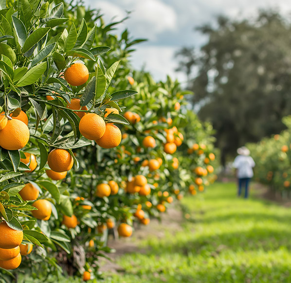 Socio de la cooperativa agrícola de Valencia CoPobla.
